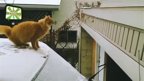 Epic Cat Fails Funny