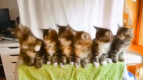 Group dance of cute kittens