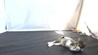Cute Kitten Loves Playing