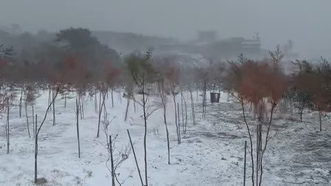 Blizzard on jeju