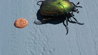 Beetle Makes a Marbled Mess