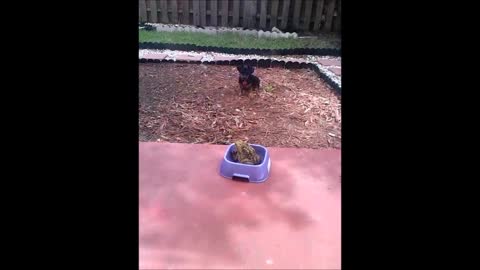 Frog Eats Puppy Food