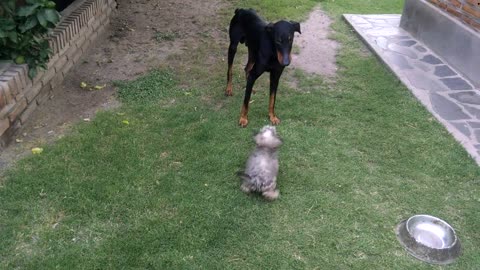 doberman dog playing with poodle