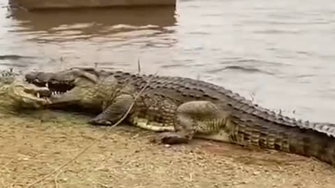 Predators and cannibals in crocodiles