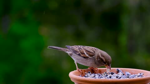 Sparrow feeding in the rain