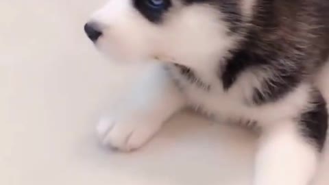 Siberian Husky Puppy Barking-A Cute Dog Barking Video Compilation #shorts