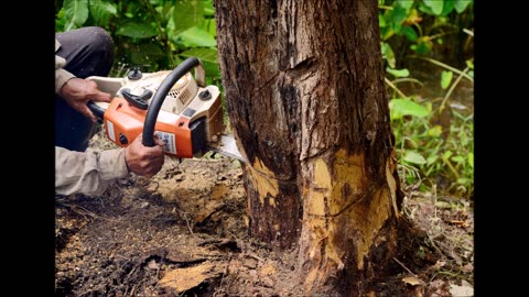 Al's Stump Grinding & Root Clearing