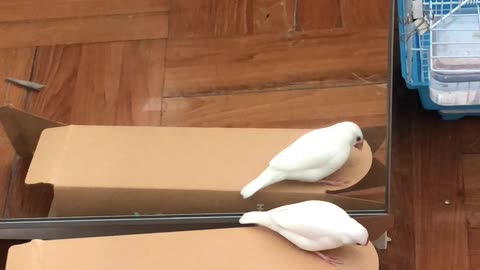 Mellow the Java Sparrow Loves His Reflection