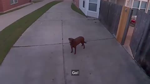 Owner Tells Dog To Go Back Inside Via Spotlight Cam | RingTV