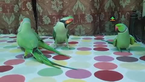 Parrot Song video