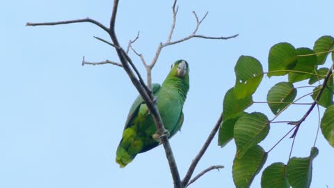 SINGING PARROT