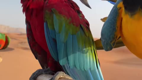 A pair of parrots playing with each other