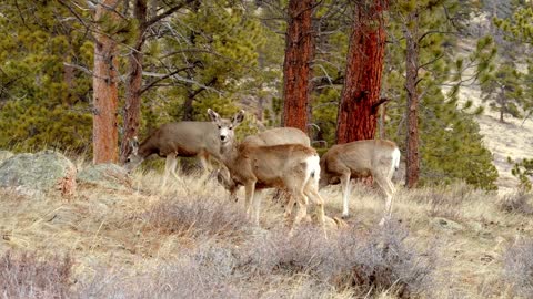 Close Up, Young Deer Grazing in Forest, Slow Motion Shot