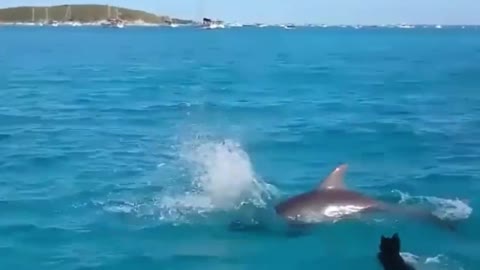 The dog and the dolphin had a great time