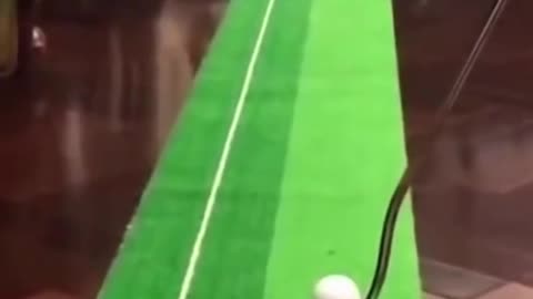 Funny Cat Plays Golf Its Own Way! #shorts