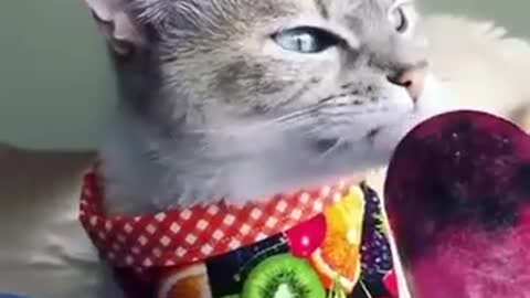 Cats Eating Food Compilation