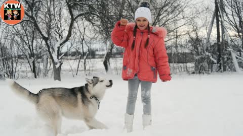 Olivia Playing Trick with Alaskan Malamute in the Snow to Catch his Food