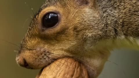 Rumble/best photoshoot of squirrel video #wildanimal #animallover #animalphotoshoot #viral #wildlife