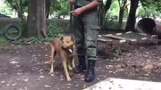 Espera a su dueño en la estación del tren donde lo vio partir y nunca regresó