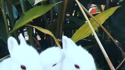 Funny and Cute Baby Bunny Rabbit Videos 🐇 Baby Animal