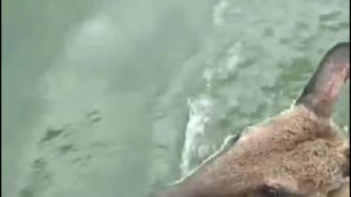 Rescuing a Wallaby in the Water