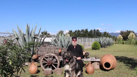 kavkasiuri nagazi (Caucasian sheep-dog) kavkaskaia avcharka gruzinskaia avcharka