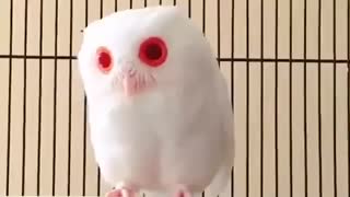 Red eyed owl