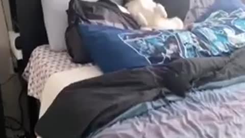 beautiful Cute Husky Laying In Bed...🐶🐶🐶😍