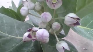 Tree has white and purple flowers, some are open, others closed [Nature & Animals]