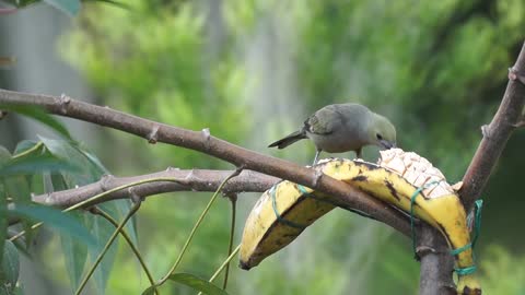 bird-feeding-on-a-banana