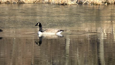 ducks swim and play