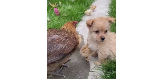 Cute pups ,Hen and Duck chicken #playing, #Cute pups, #Duck ,#hen with chicks