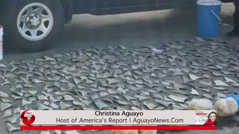 Hundreds Of Shark Fins found At Restaurant In Texas