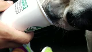 Black dog eating whipped cream from starbucks cup