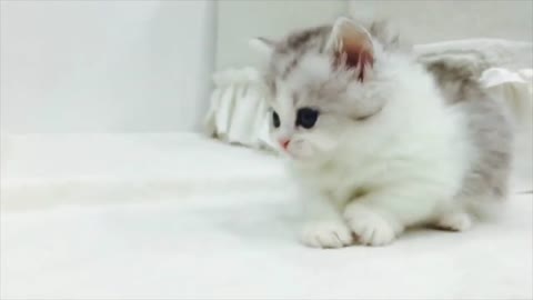 Cutest Kitten Walking - LifeisCute