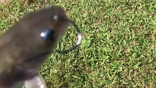 Small catfish on a Mepps spinner