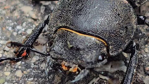 A close-up of a barred beetle / beautiful black beetle on a cycle path.