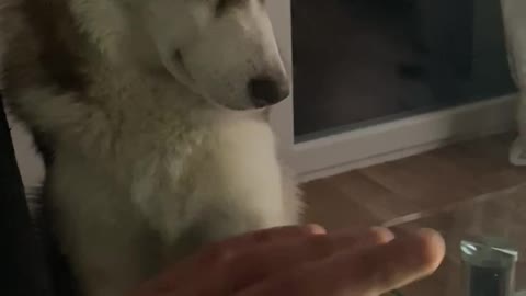 Husky loves wiping hands