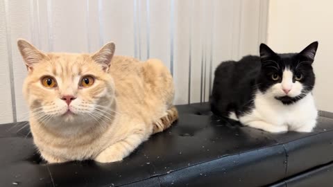 Double Cat Loaf