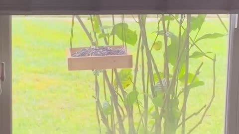 FUNNY Dogs scare squirrel in bird feeder