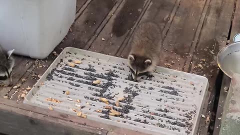 07-08-23 | Feeding Baby Raccoons | The Lads Raccoon Vlog Part 7 | #shorts