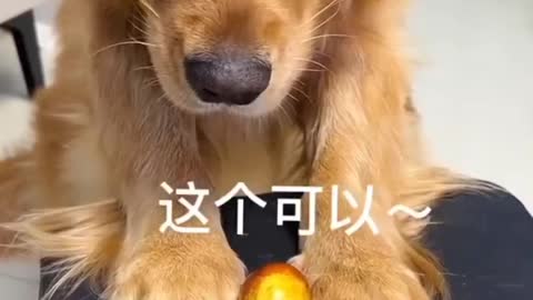 Funny dog with apple experiment😂.| Funny dog videos. #pets #dogs