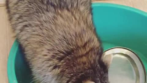 Racoon Washes Dishes