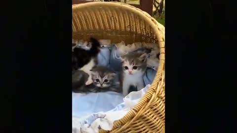 Cutes TikTok Pets To Cheer You Up