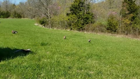 My Spring Turkey Hunting