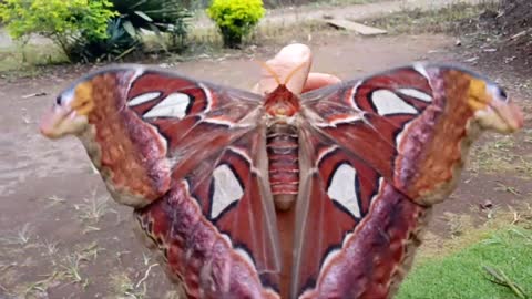 Amazing unique giant butterfly