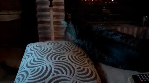 Cat fight in front of open fire