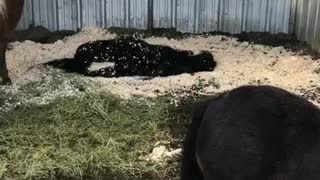 Sleeping horse scares owner who thinks he's dead
