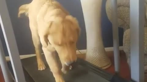 Golden Retriever puppy learns how to use treadmill