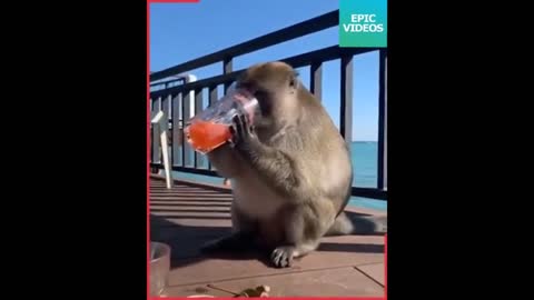 Funny Monkeys and humans #funnymonkey #monkey #monkeys #monkeymemes #monkeysofinstagram #monkeylove #ape #animal #monkeyseemonkeydo #primate #monke #animals #chimpanzee #funnymonkeys #primates #cutemonkey #wildlife #funnyanimals #monyet #monkeyingaround #